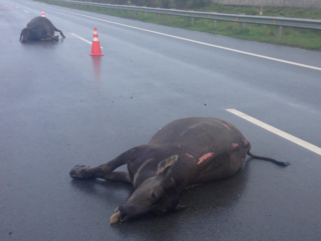 Bò, trâu băng qua cao tốc có thể gây ra tai nạn nghiêm trọng tương đương một vụ va chạm xe